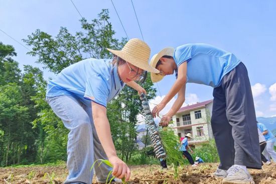 重慶工貿職業技術學院暑期”三下鄉”團隊到村開展高粱種植。學校供圖