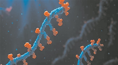 PROTEUS未来可优化mRNA疗法。图片来源：澳大利亚悉尼大学